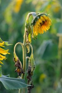 Wilted sunflowers
