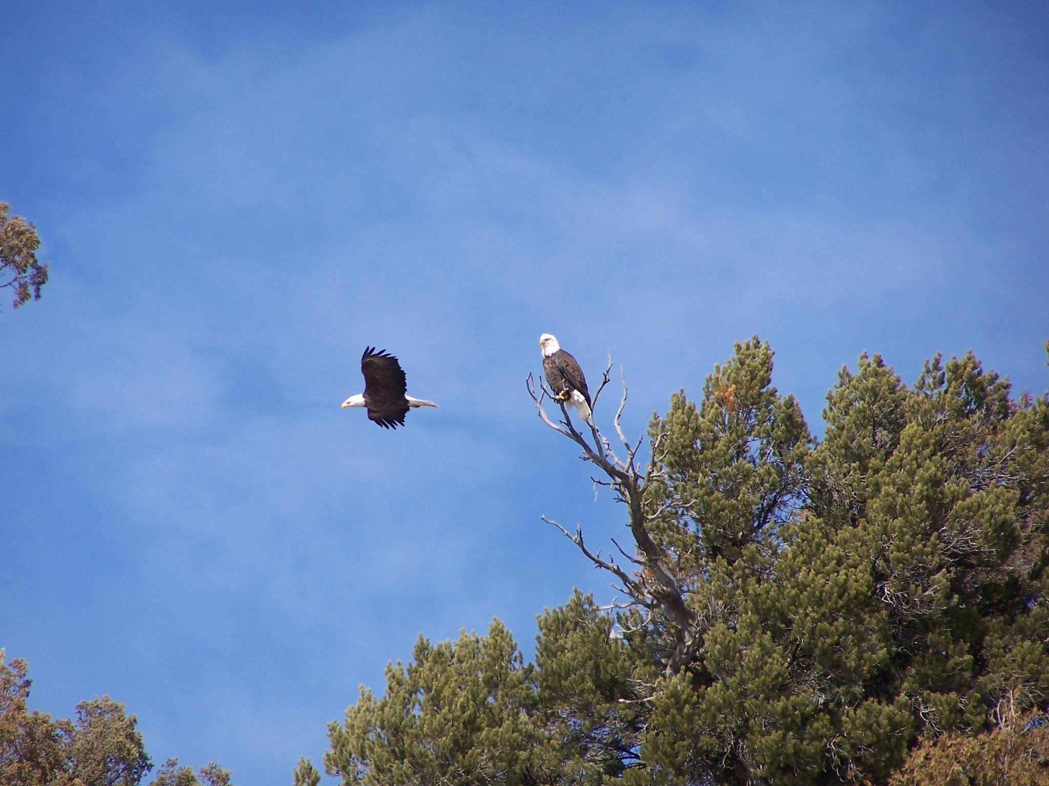 Bald Eagle Mates