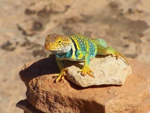 Collard Lizard in Natural Bridges National Park