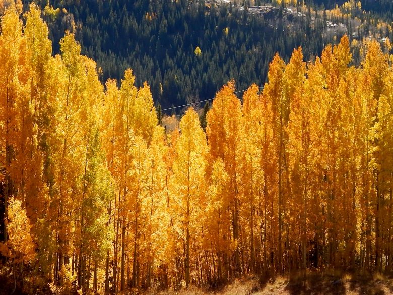 Flaming Aspen Trees - Beautiful fall colors. 