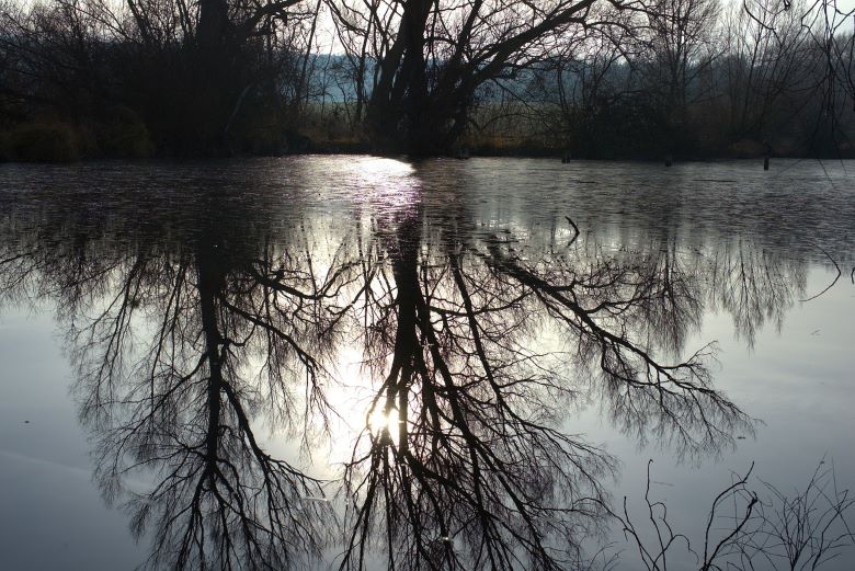 Swampy still water with little Sunlight