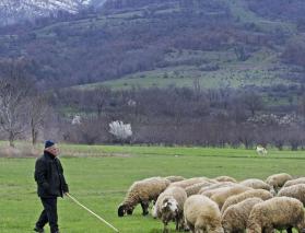 Shepherd in the field with sheep carrying a rod