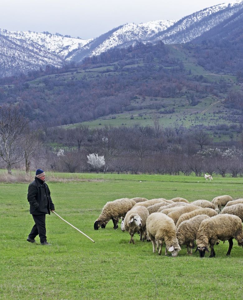 Shepherd in the field with sheep carrying a rod