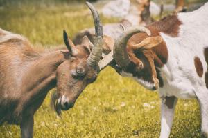Two goats butting horns.