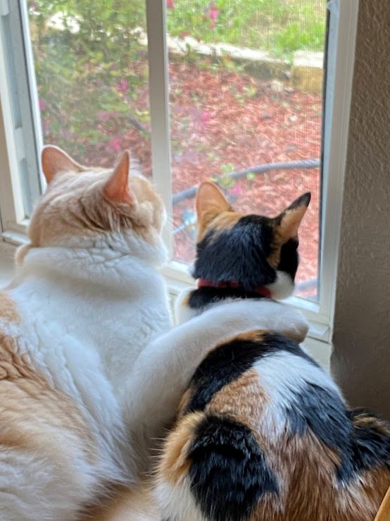 Two cats one with the arm around the other looking out a window. 