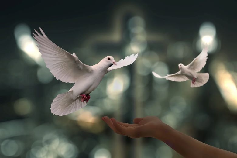 Hand reaching for white dove.