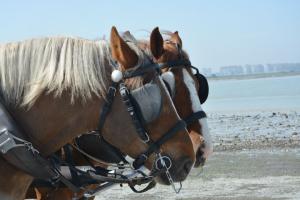 Horses with blinders on.