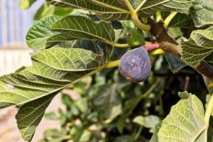 Fig tree bearing fruit.