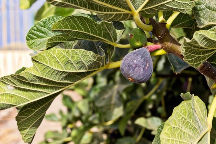 Fig tree bearing fruit.