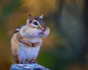 Squirrel with full cheeks