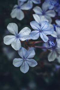 dew drops on flowers