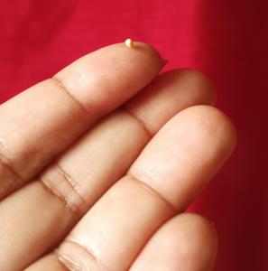 show actual size of a mustard seed