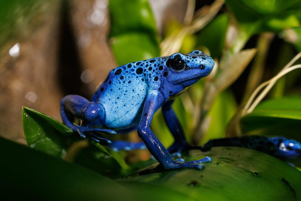 A blue Poison Dart Frog, which is cute but toxic