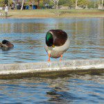 Ducks in Steele Park downtown Phoenix