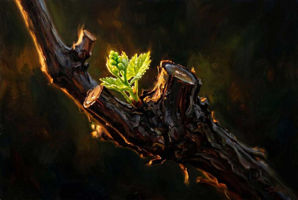 A freshly pruned grapevine branch, cut back but with new growth budding, in warm golden light against a dark ground.