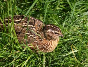 Small brown bird resting in green grass