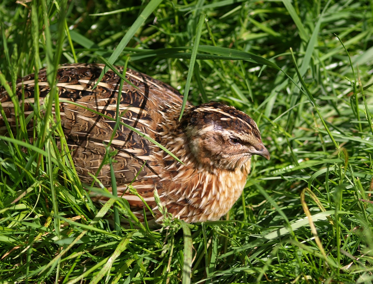Quails Miracle Based In Fact And Fun To Share | Alice Murray
