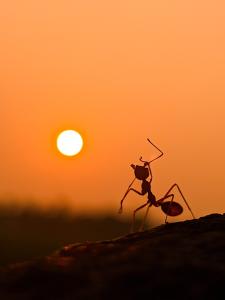Ant on ground looking up to sunset in sky