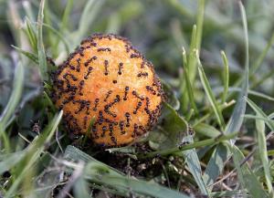 Ants swarm on a cheese ball in the grass
