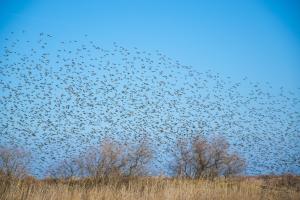 Flock of birds migrating across blue sky