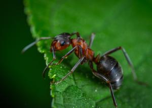 Ant perched on a green leaf