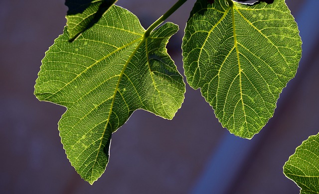 Fig leaves hanging