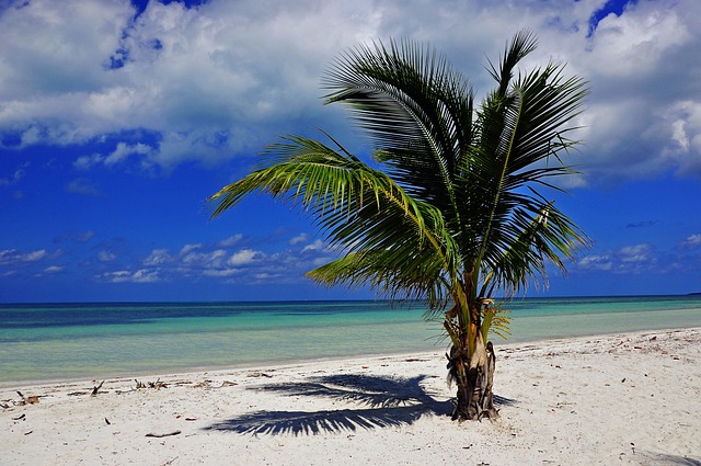 Palm tree on a white sandy beach on a sunny day