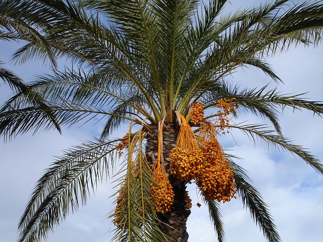 View looking up at palm tree with handing date fruit