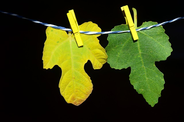 A yellow and green fig leaf hanging on a clothesline with clothespins
