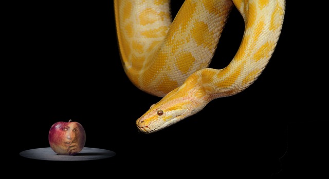 Snake staring at red apple on which the image of a woman's face appears