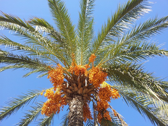 View up to date palm tree loaded with fruit against a blue sky background