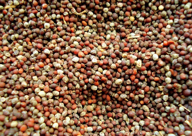 A spread of tiny, round, multi-colored mustard seeds