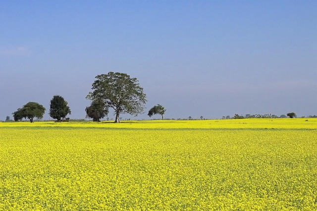 Field of yellow mustard plants stretch to the horizon