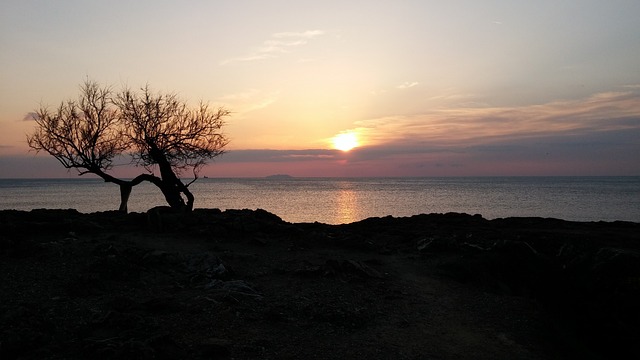 Lone tree sits in the shadows on the bank of a lake with the sun sitting on the horizon