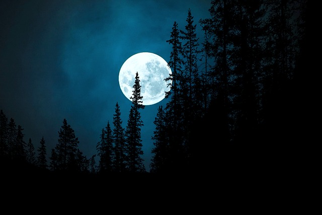 Full moon rising in the dark sky with the outlines of towering trees in front of it. 