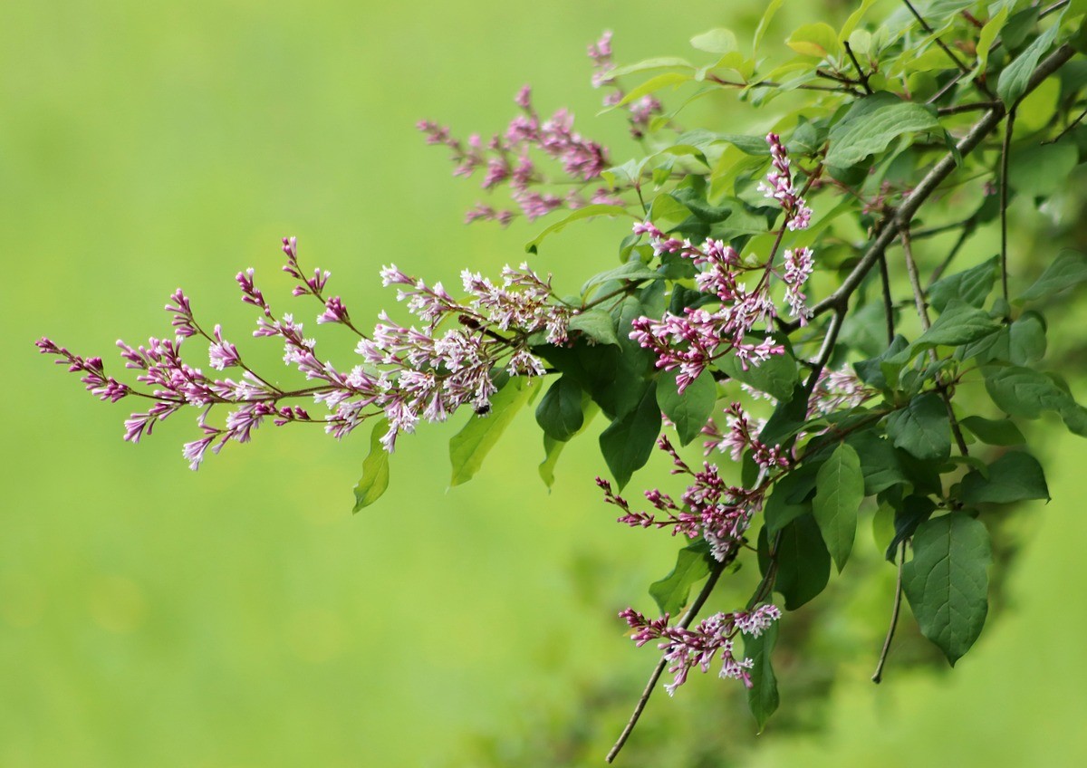 Delicate pink flowers cluster on a spike at the top of the tamarisk tree's branch against a green background