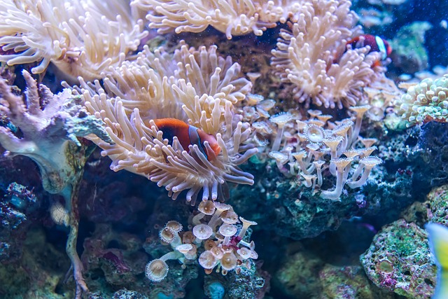 Orange fish swims in a coral reef