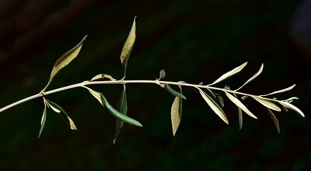 Olive branch against a black background