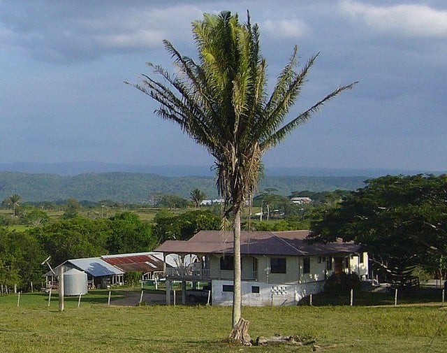 View of a farmhouse in Belize with a palm tree in the foreground