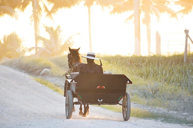 Back view of horse and buggy driving down road with palm trees in the foreground