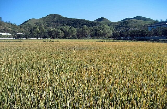 View stretching across a rice paddy in North Korea
