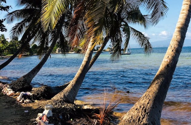 Palm trees line a beach with shells in the sand and a beautiful water view