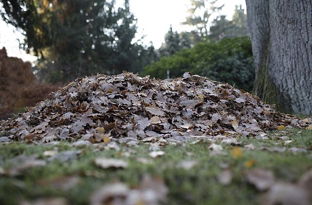 Eye level view of pile of leaves outdoors with trees in the background and grass in the foreground