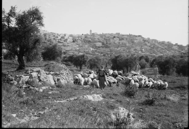 Front view of shepherd in the field with flock of sheep and Betblehem in the background