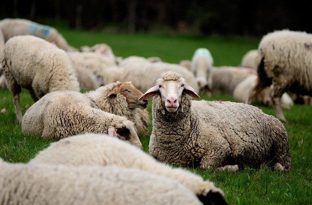 Close up of white sheet lying down in green grass