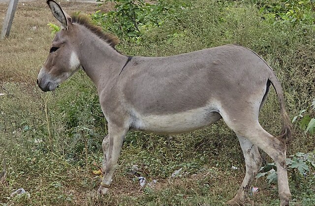 Side view of donkey standing in the grass