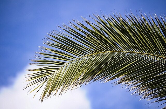 View from the side of a palm branch against the blue sky with white clouds