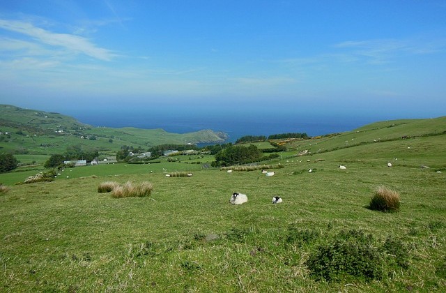 View of green fields with sheep here in there with the sea in the distance