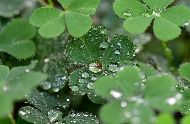 Up close picture of clover dotted with dew