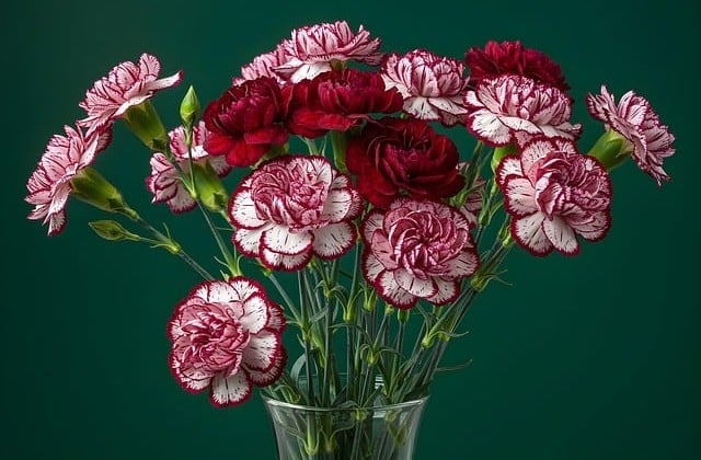 Close up of flowers some red and some with red tints in a glass vase with a green background
